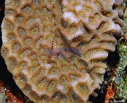 Goniastrea pectinata-Eviota sebreei Gobie pygmee Safaga Tobia kebir-17m-20171120-Denis-ADER-DSC_3151_tn